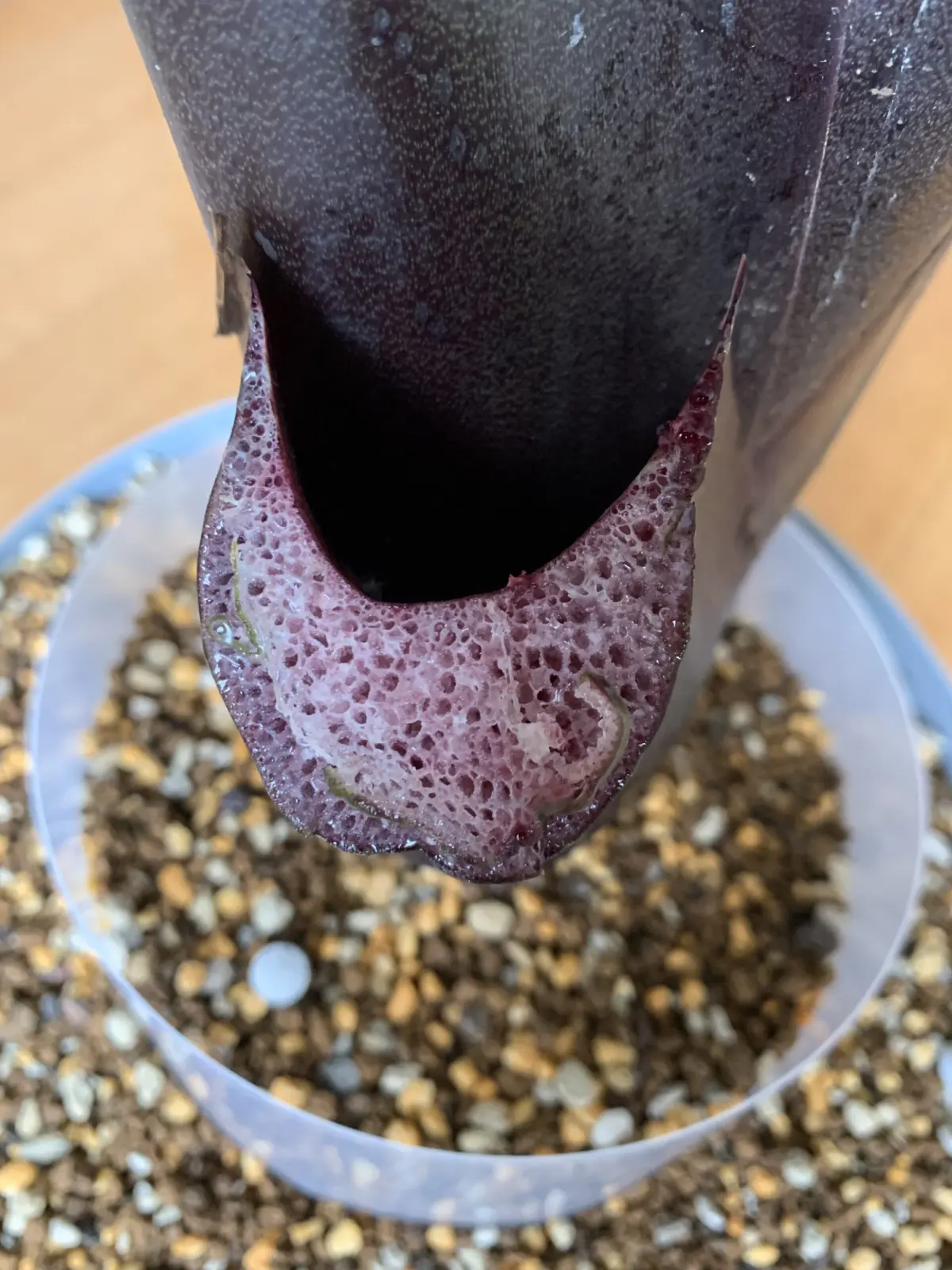 アロカシア　ブラックステム　切断面