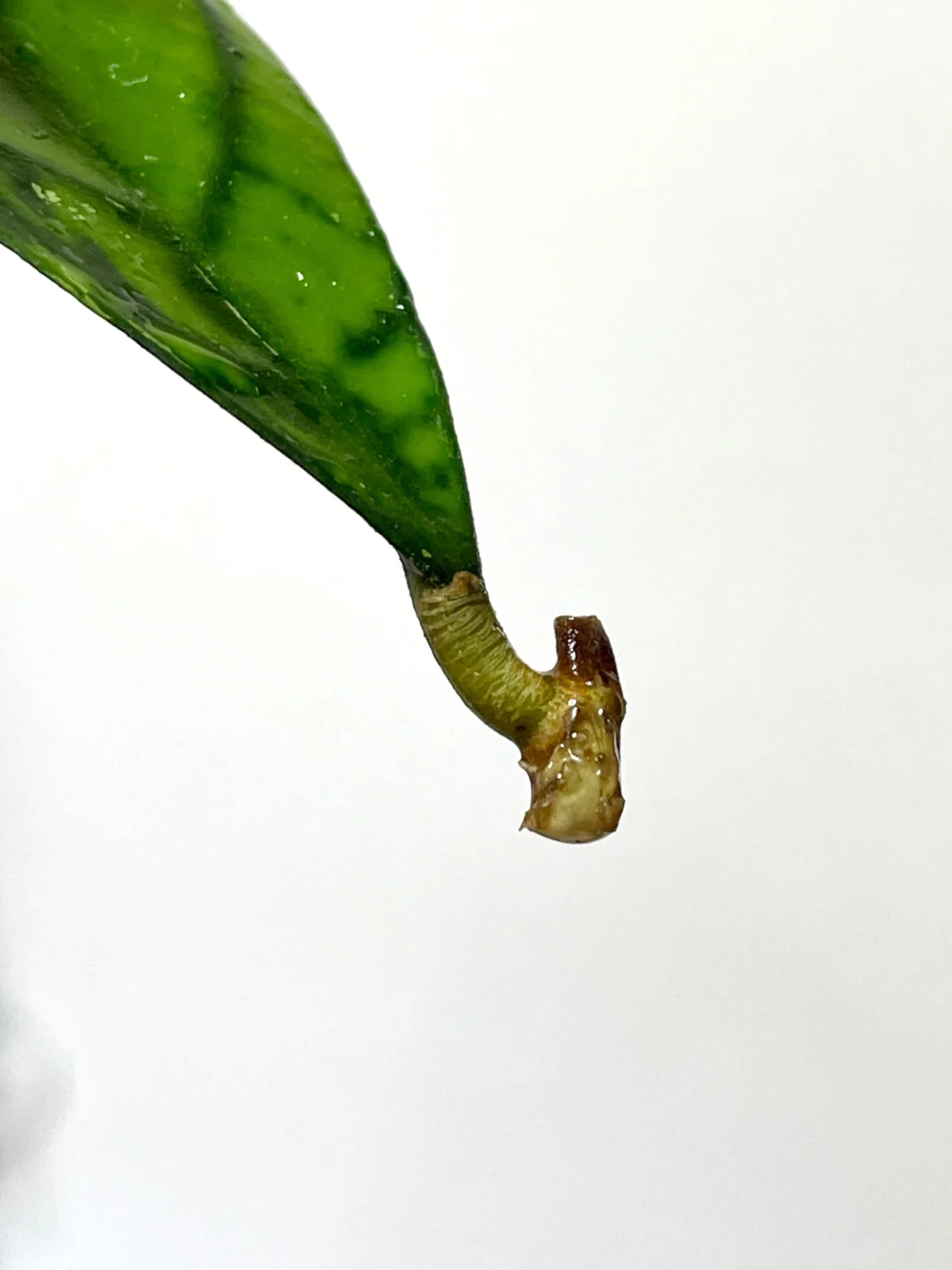 ホヤ　カリストフィラ