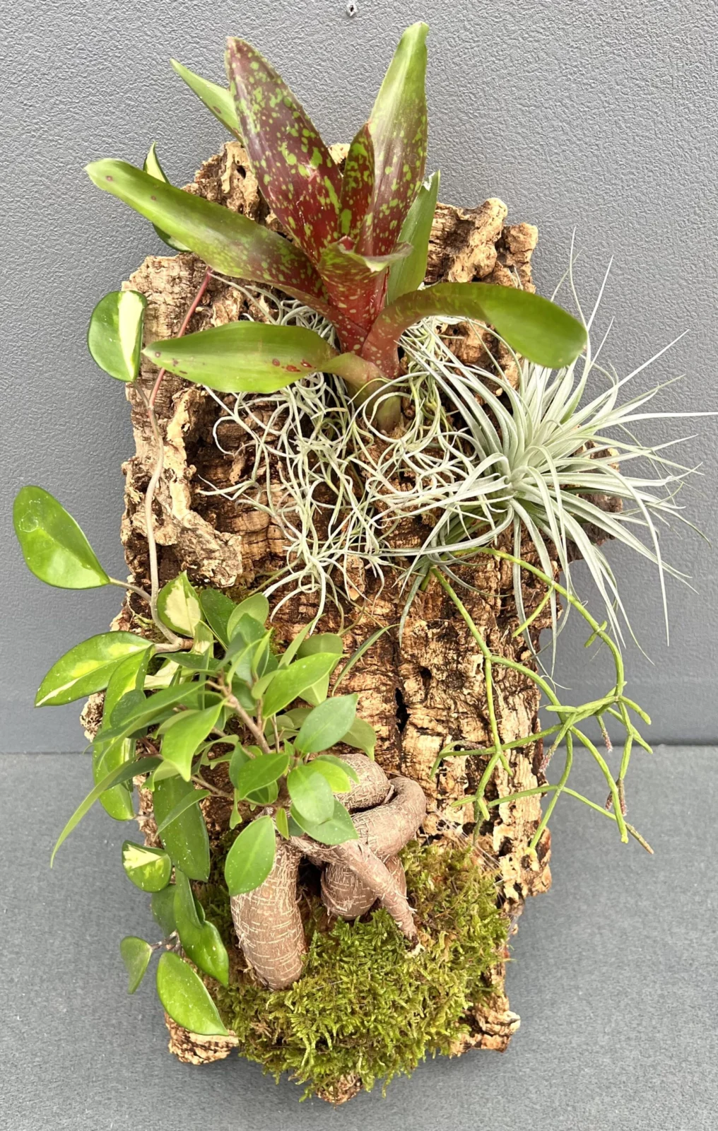 これかっこイイぜ！ コルク着生