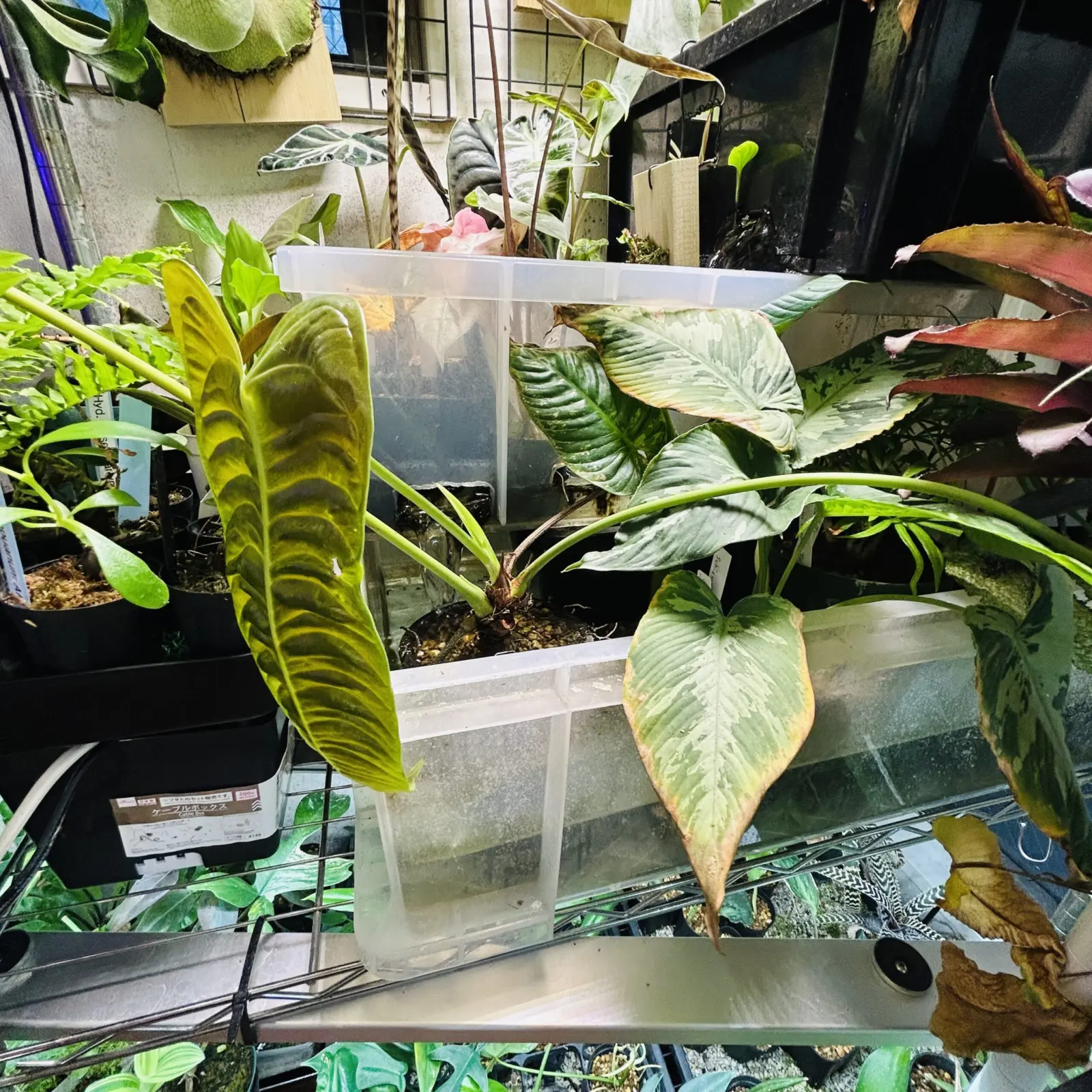 アンスリウム　ベイチー