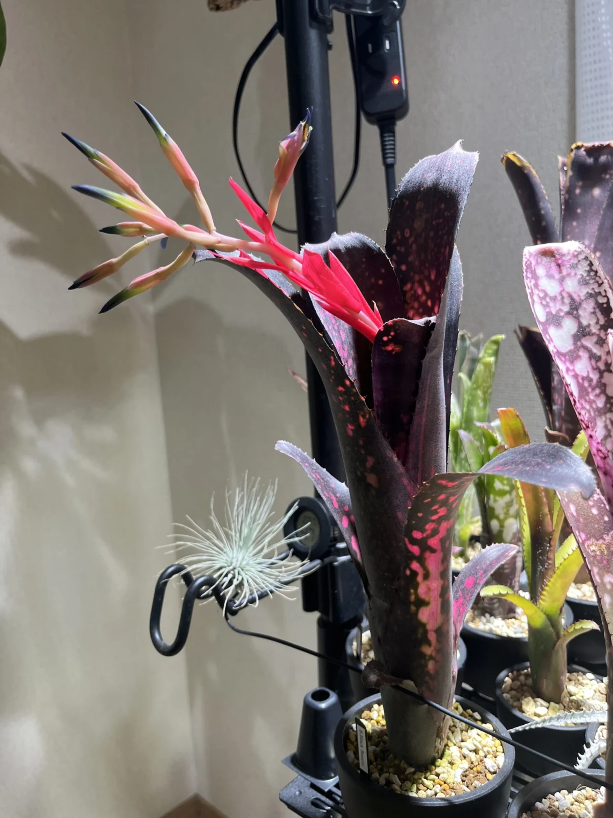 ビルベルギア ブラックビューティー