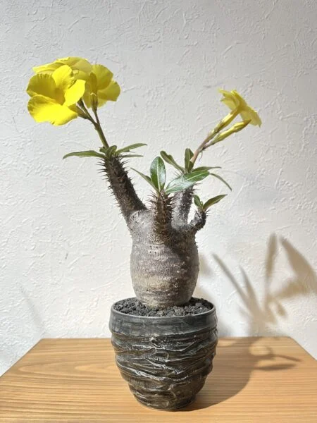 パキポディウム カクチペス 開花 塊根植物 コーデックス