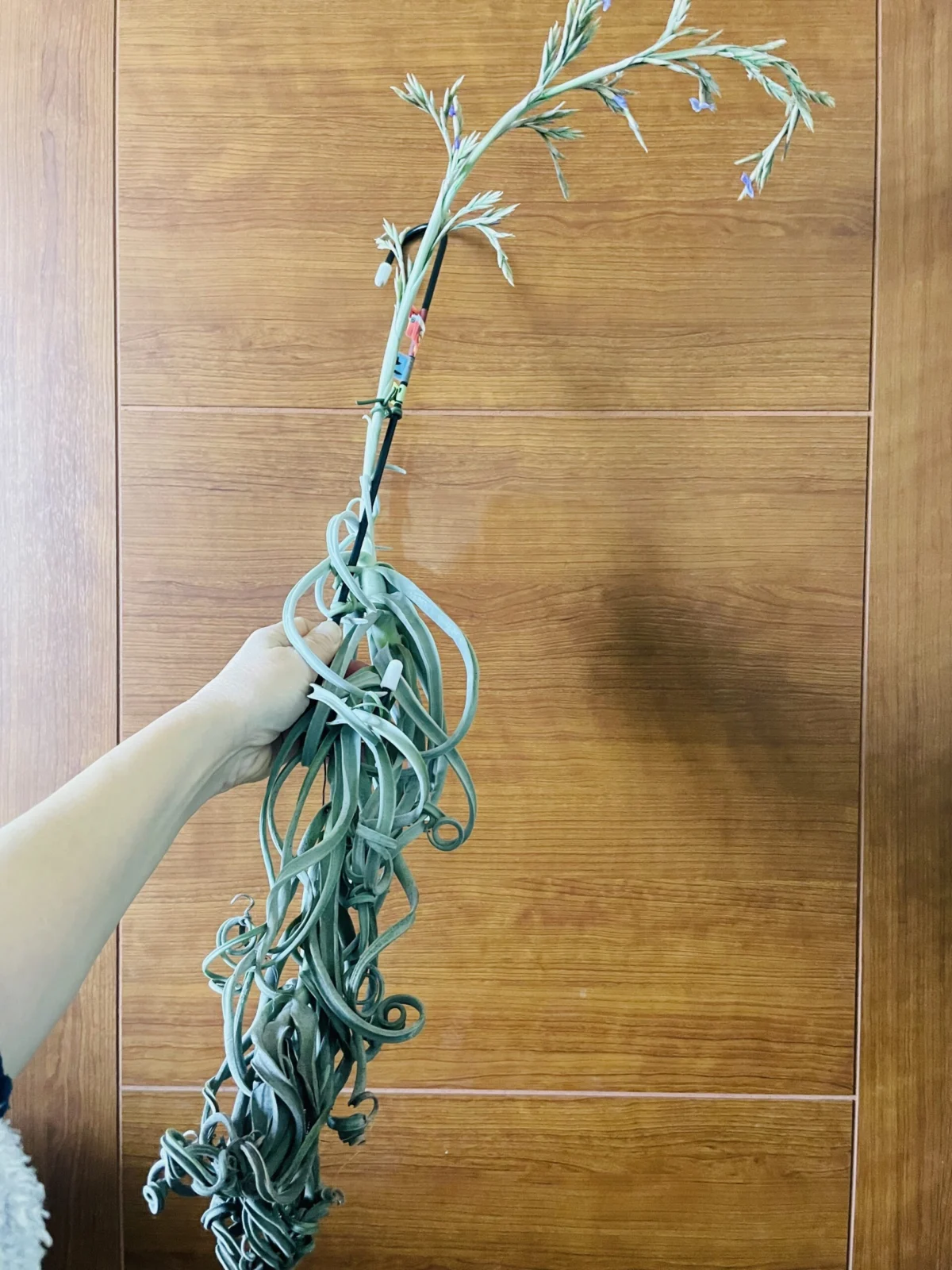 ティランジア　ドゥラティ