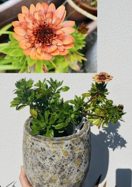 オステオスペルマム　花