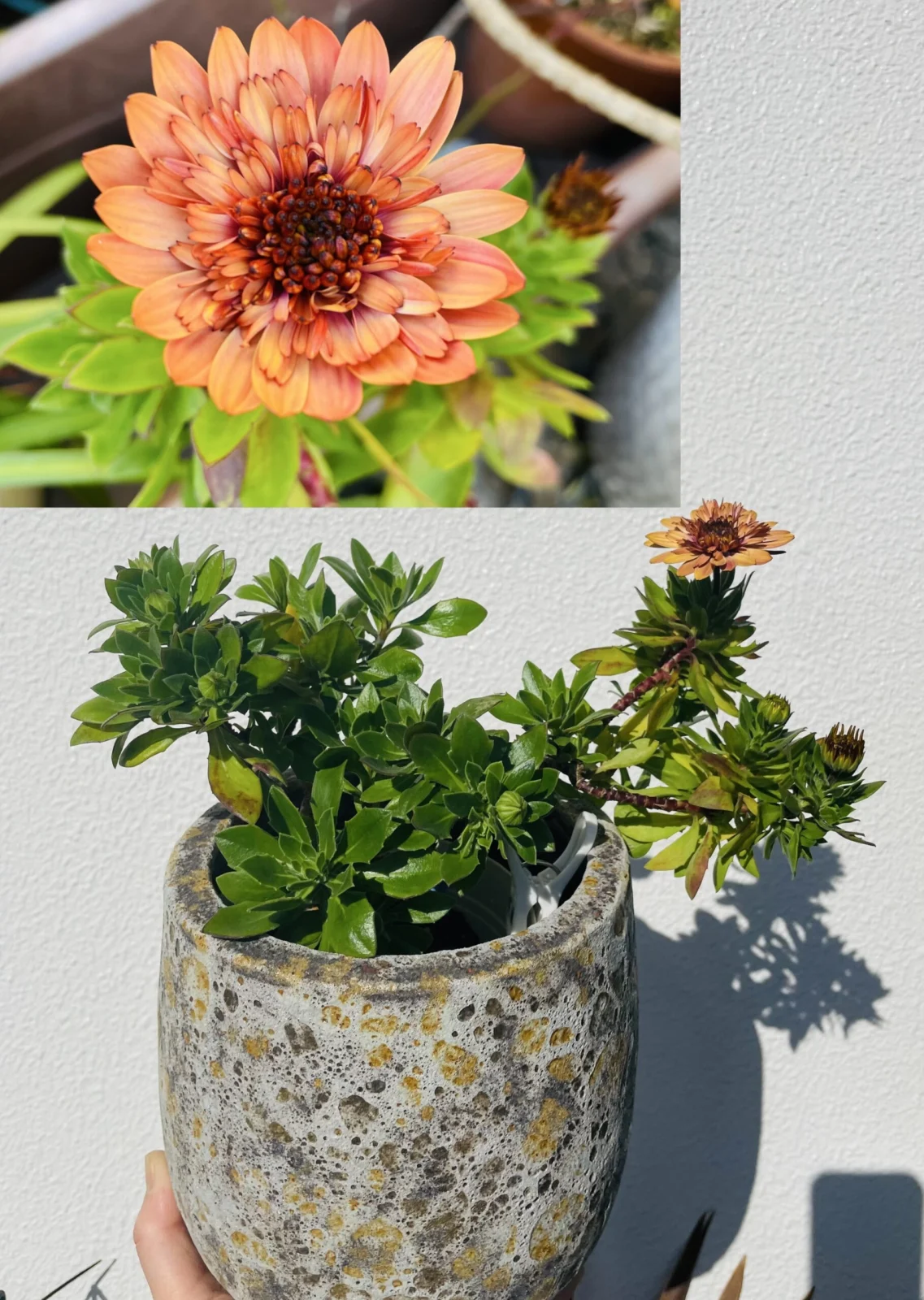 オステオスペルマム　花