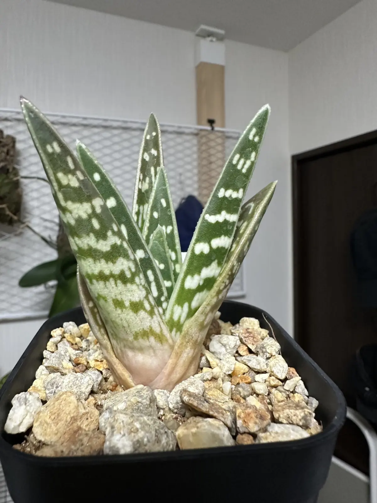 アロエ バリエガータ