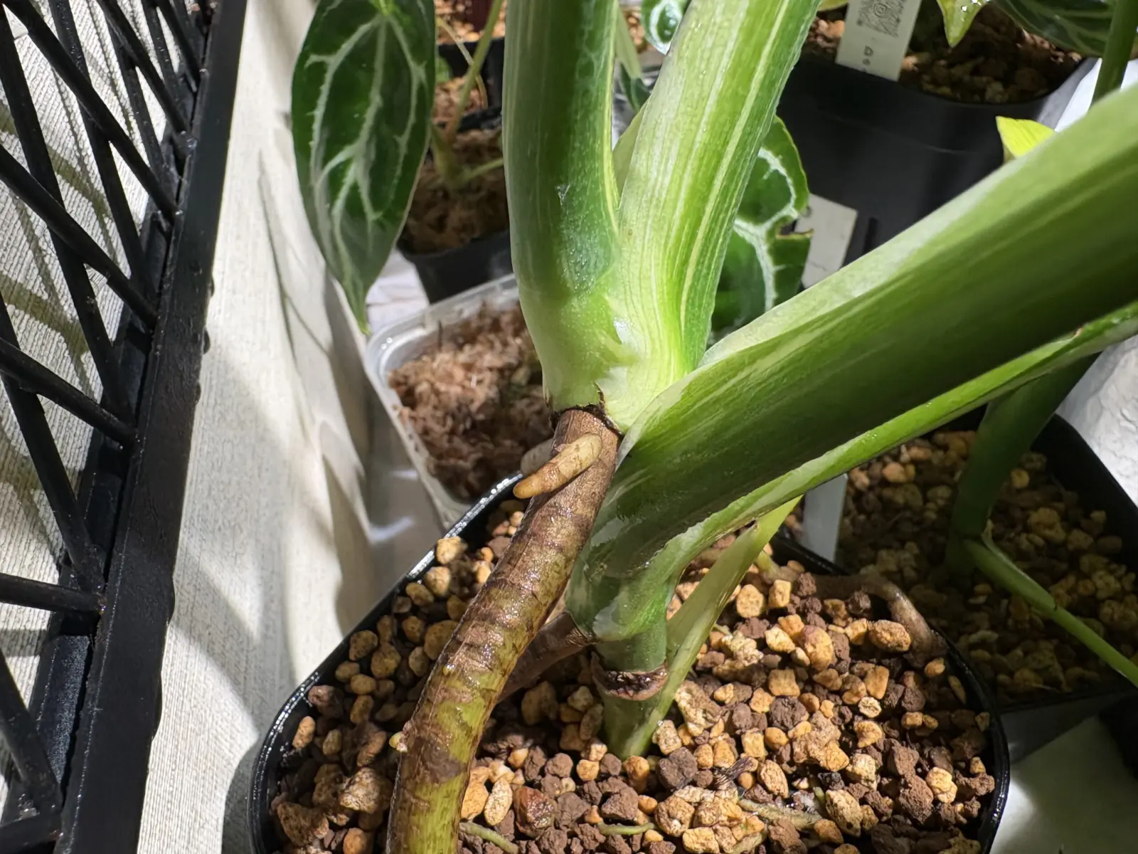 モンステラ クリームブリュレ