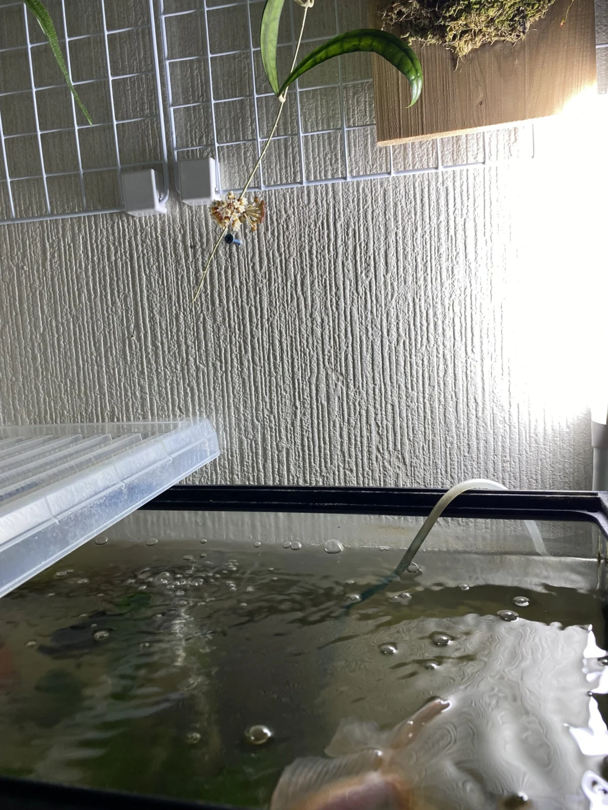 ホヤ カリストフィラ 板付け