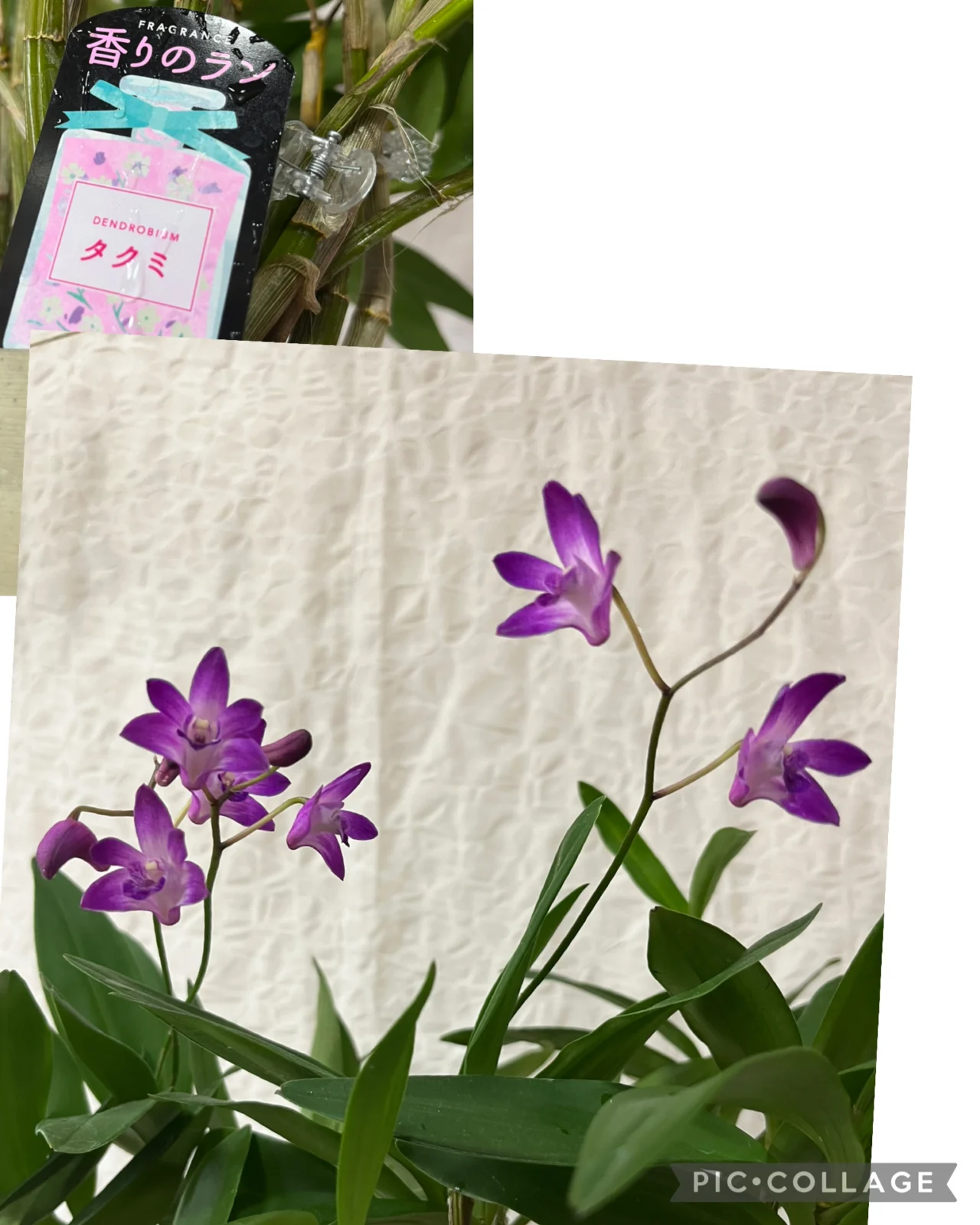 デンドロビウム　タクミ