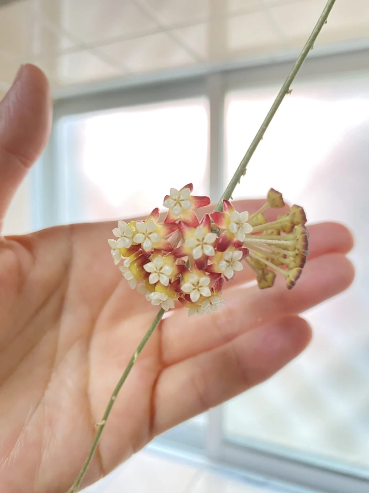 ホヤ カリストフィラ 板付け 開花