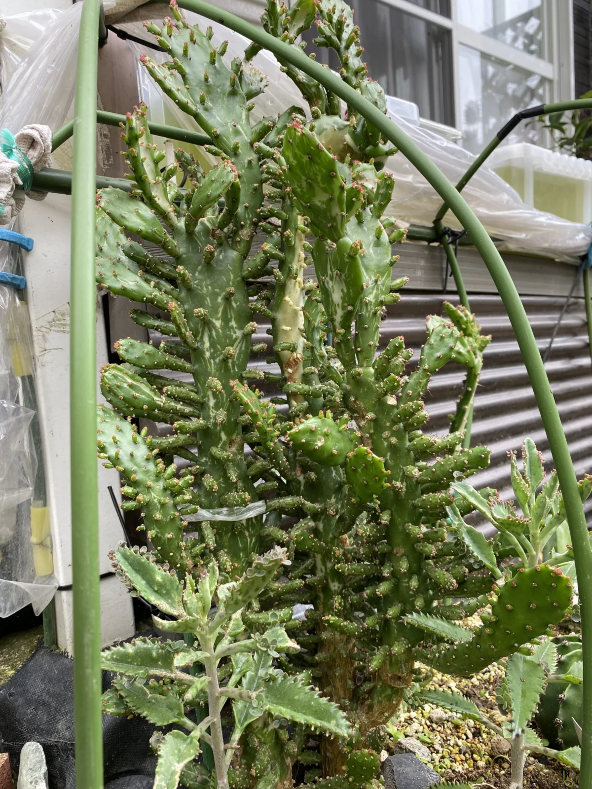 ダイソー サボテン 地植え