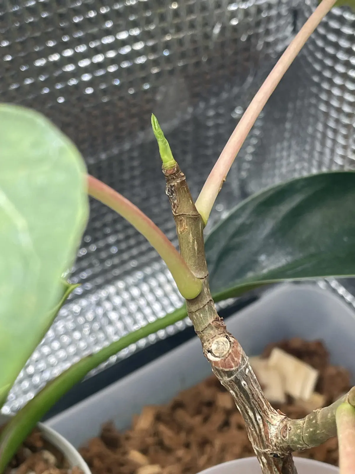 フィカス　アブチリフォリア