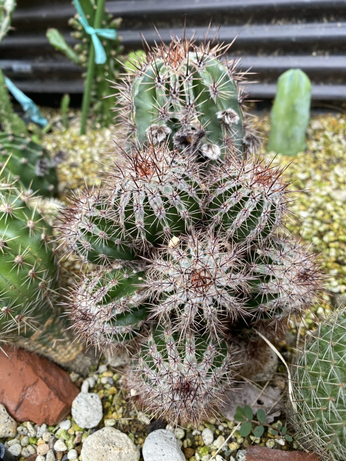 地植え サボテン 白条丸