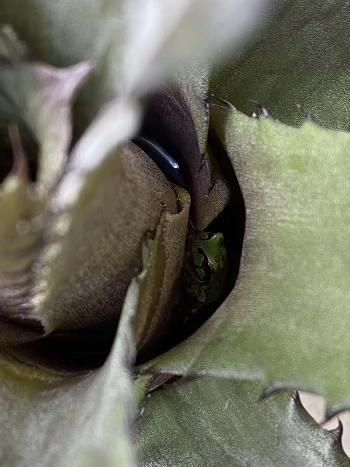 ホヘンベルギアsp357とカエルさん