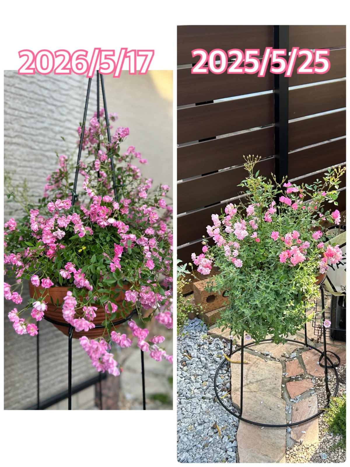 バラ 姫バラ
