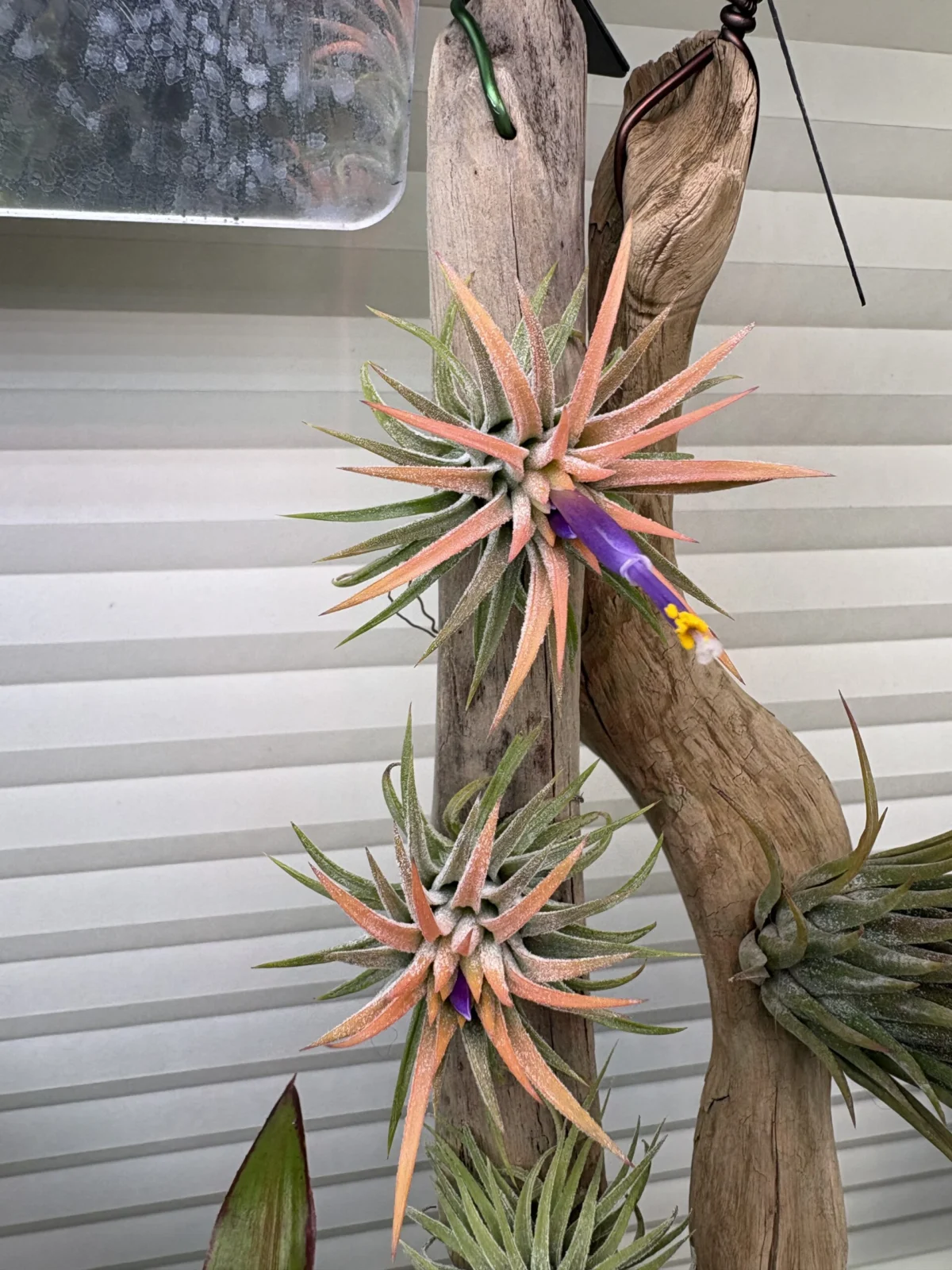 イオナンタ　ソル　ピーチ