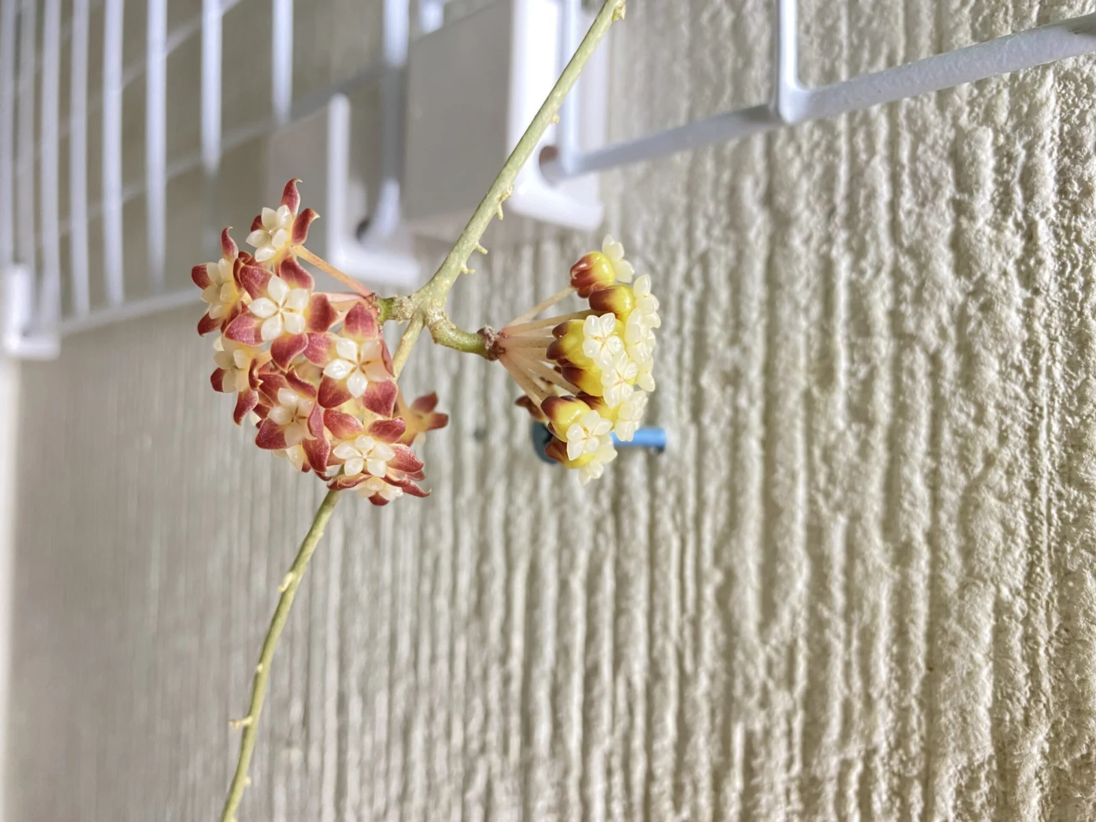 ホヤ カリストフィラ 開花