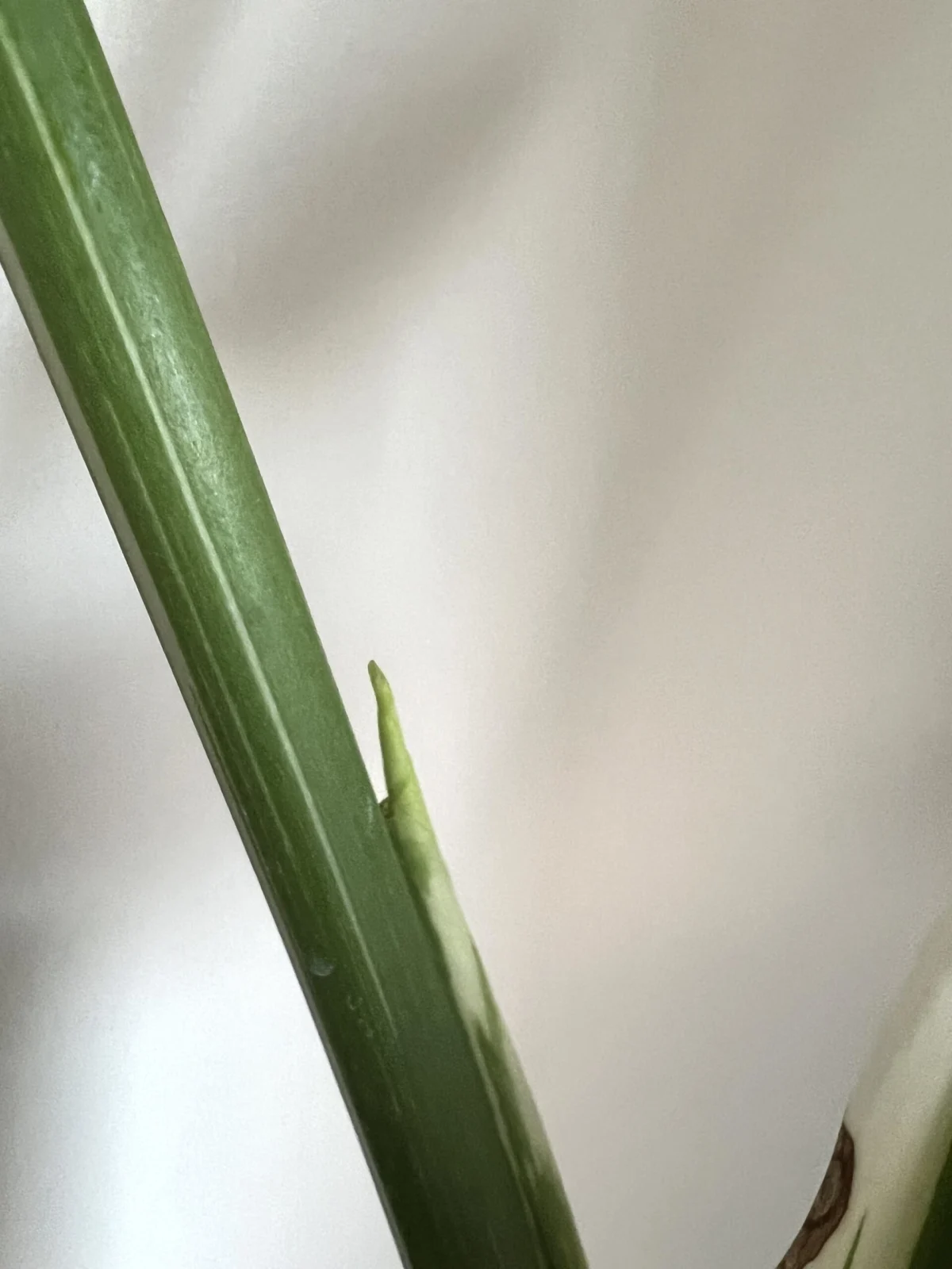 モンステラ　デリシオーサ　タイコンステレーション