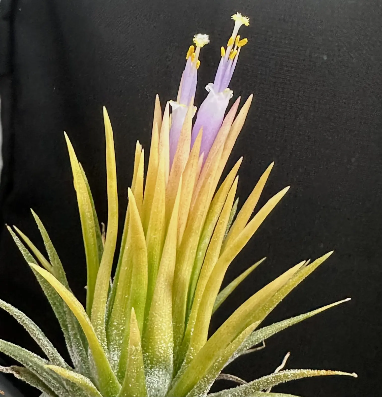 ティランジア　イオナンタ　フエゴイエロー