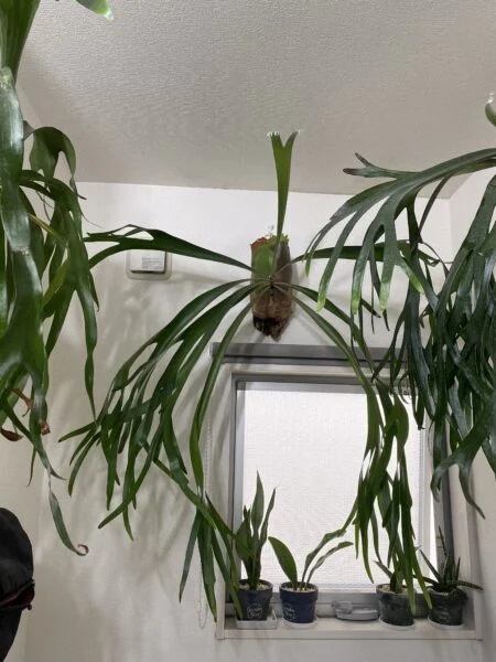 ビカクシダ　ビフルカツム