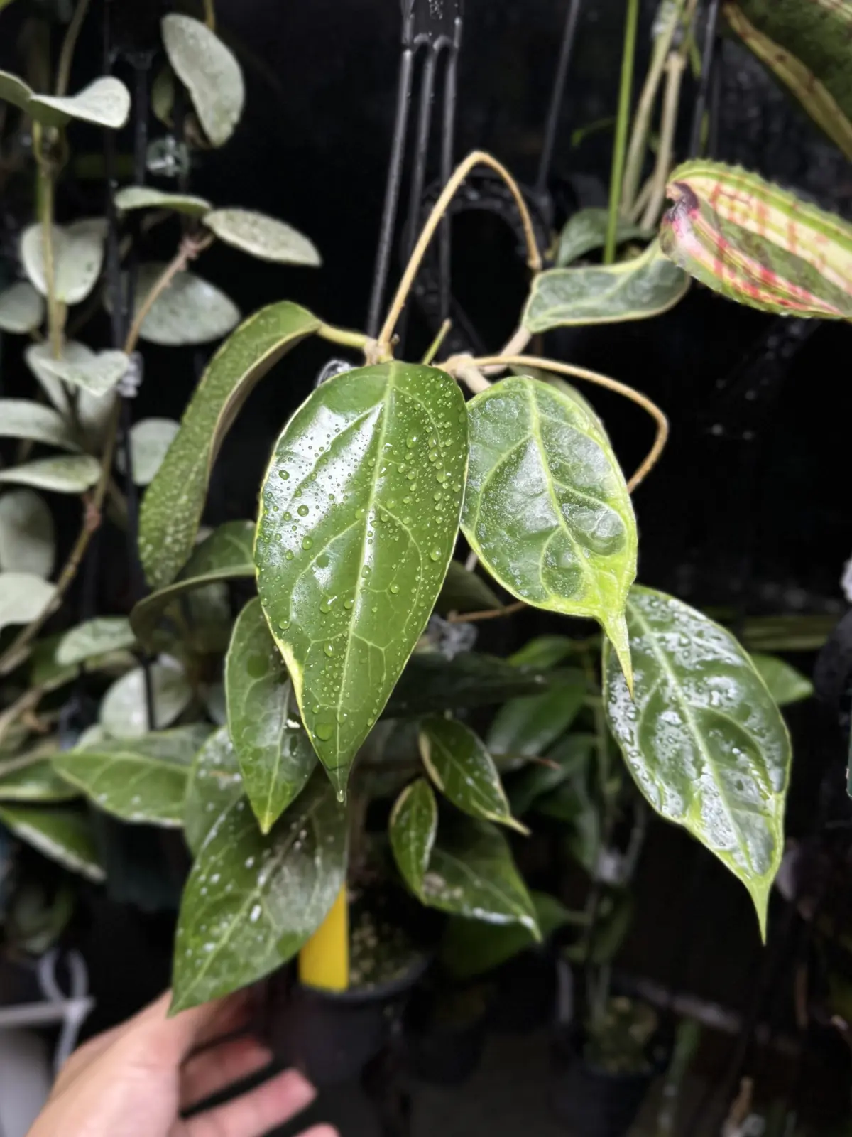 ホヤ　タンガムス　アルボマルギナータ