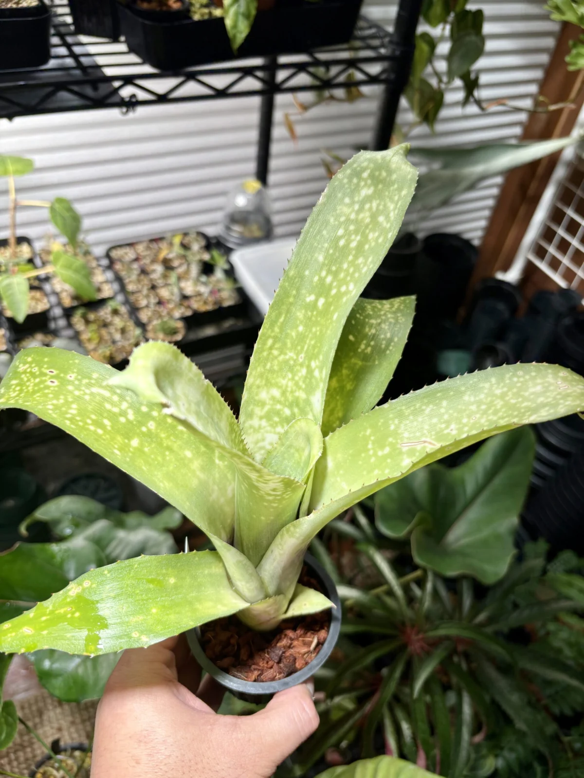 ビルベルギア　サンデリアーナと何かの交配