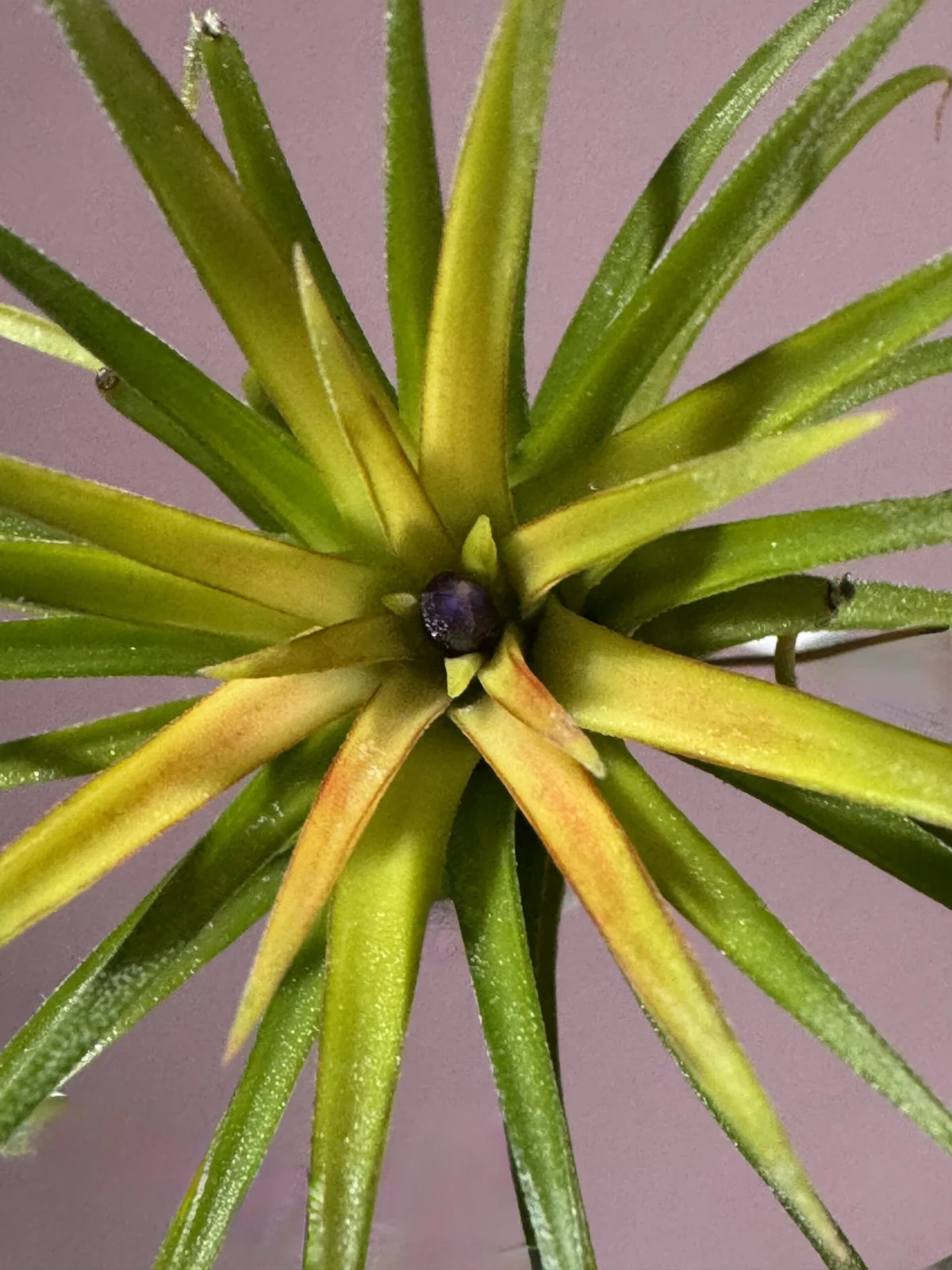 ティランジア　イオナンタ　バリエガータ