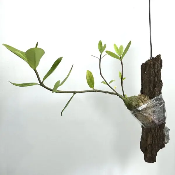 ヒドノフィツム　フォルミカルム　蟻植物
