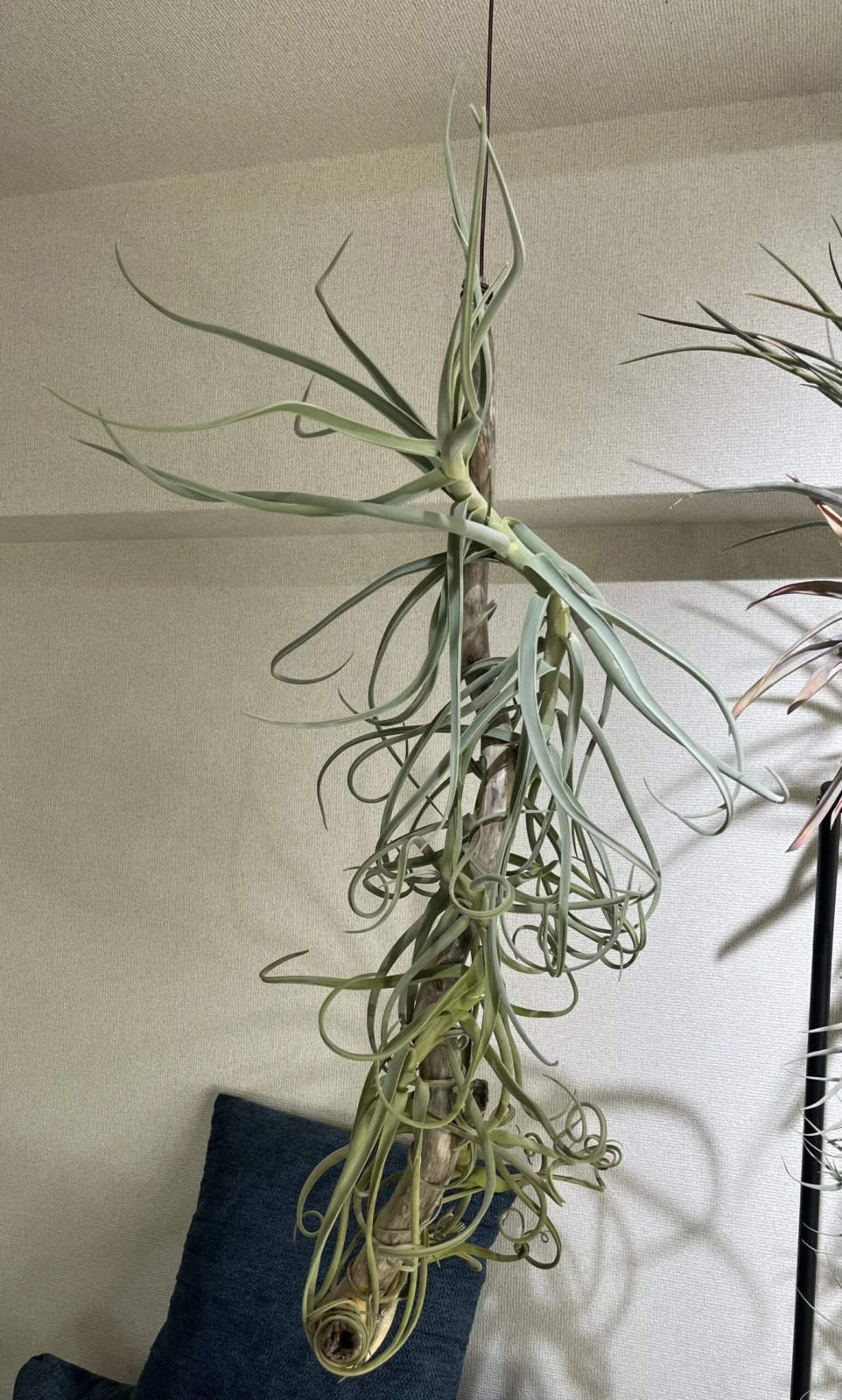 ティランジア ドゥラティ ジャイアント