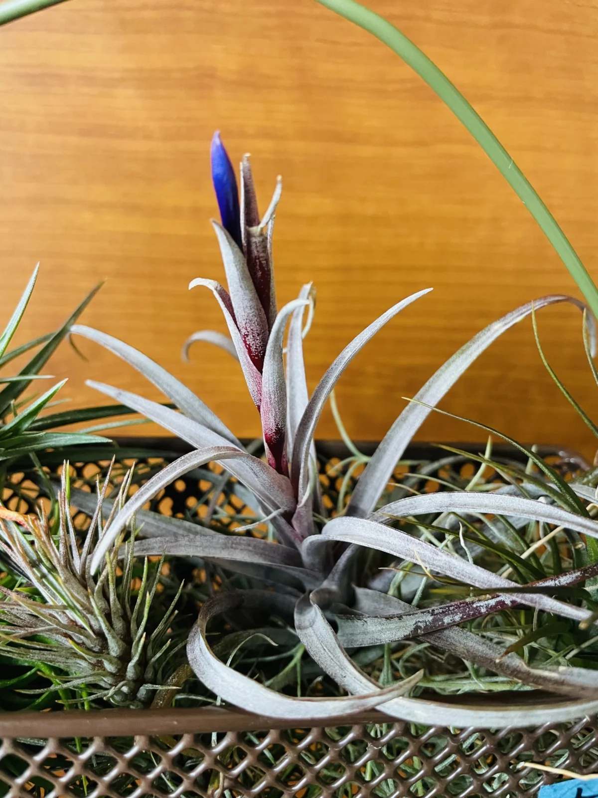 ティランジア　銅葉セット　花芽