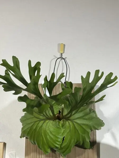 ビカクシダ　リドレイ