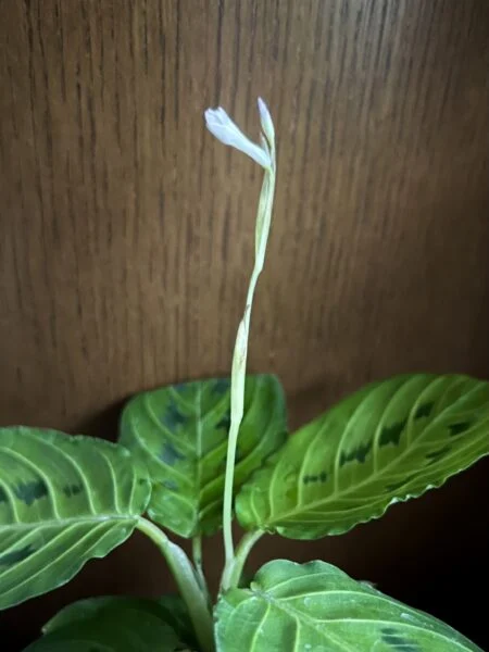 マランタ レモンライム　花芽
