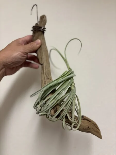 ティランジア ドゥラティ 流木仕立て
