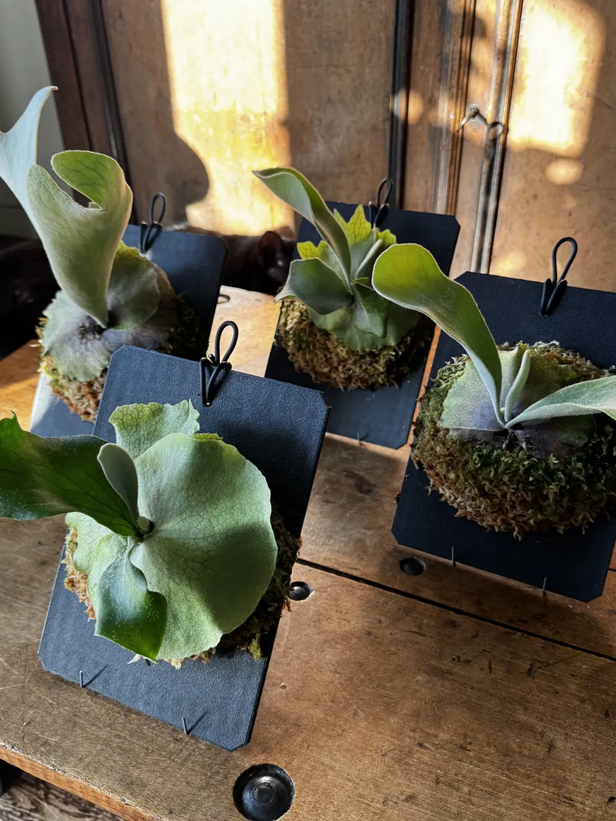 ビカクシダ　胞子培養