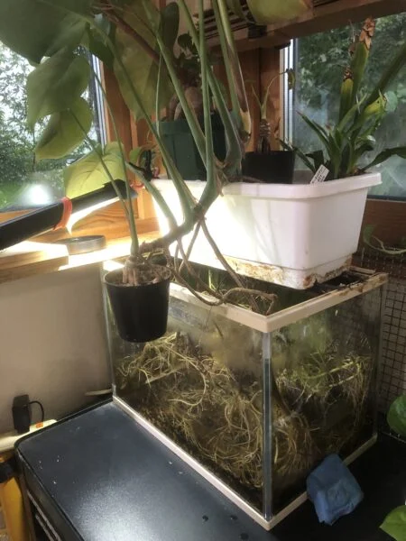 モンステラ　水槽