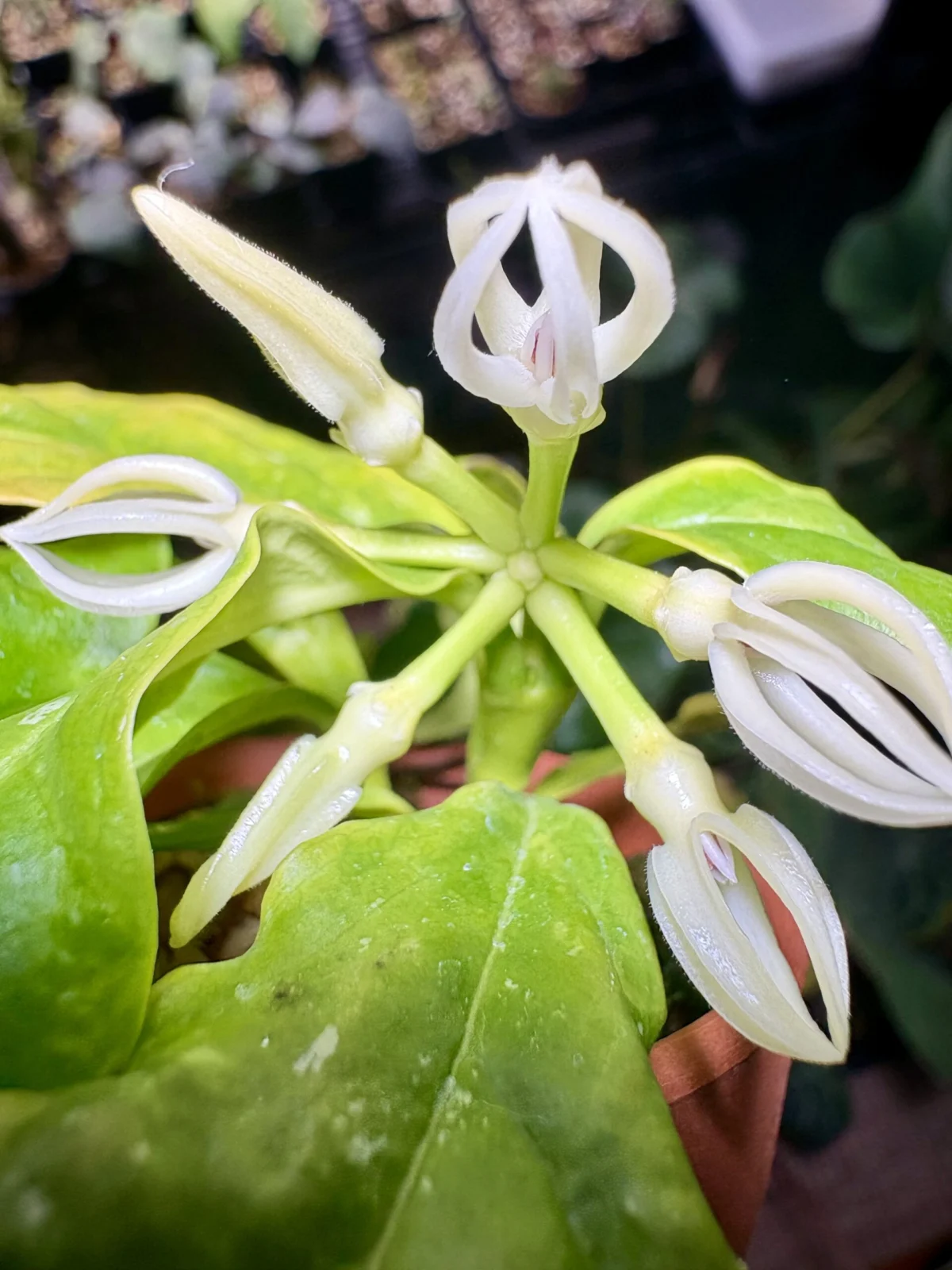 ホヤ　デシプラエ