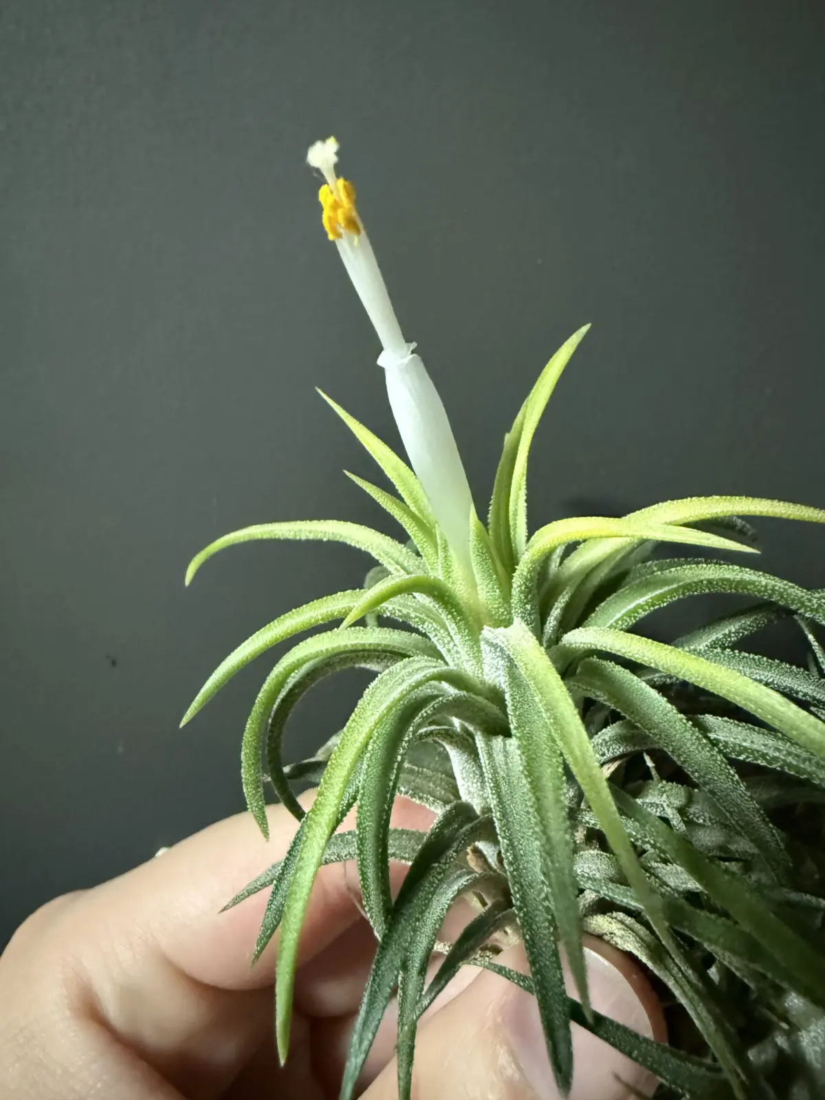 ティランジア　イオナンタ　札落ち　花
