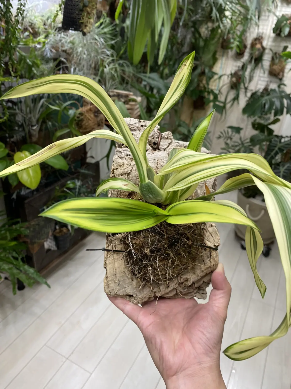 ブラッシア　レックス　斑入り　蘭