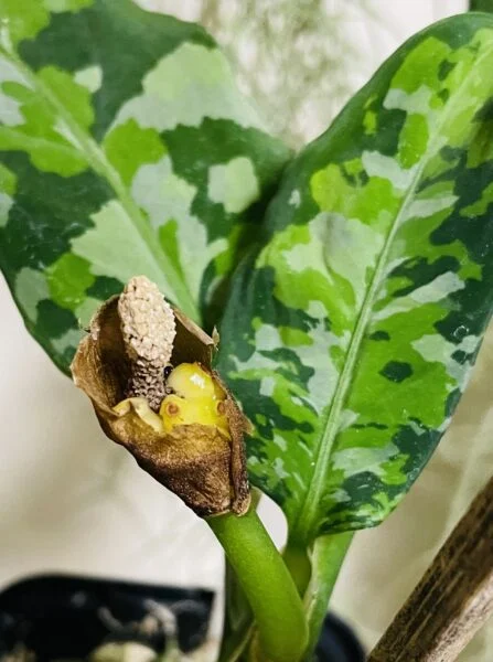 アグラオネマ　アンダマン　実？