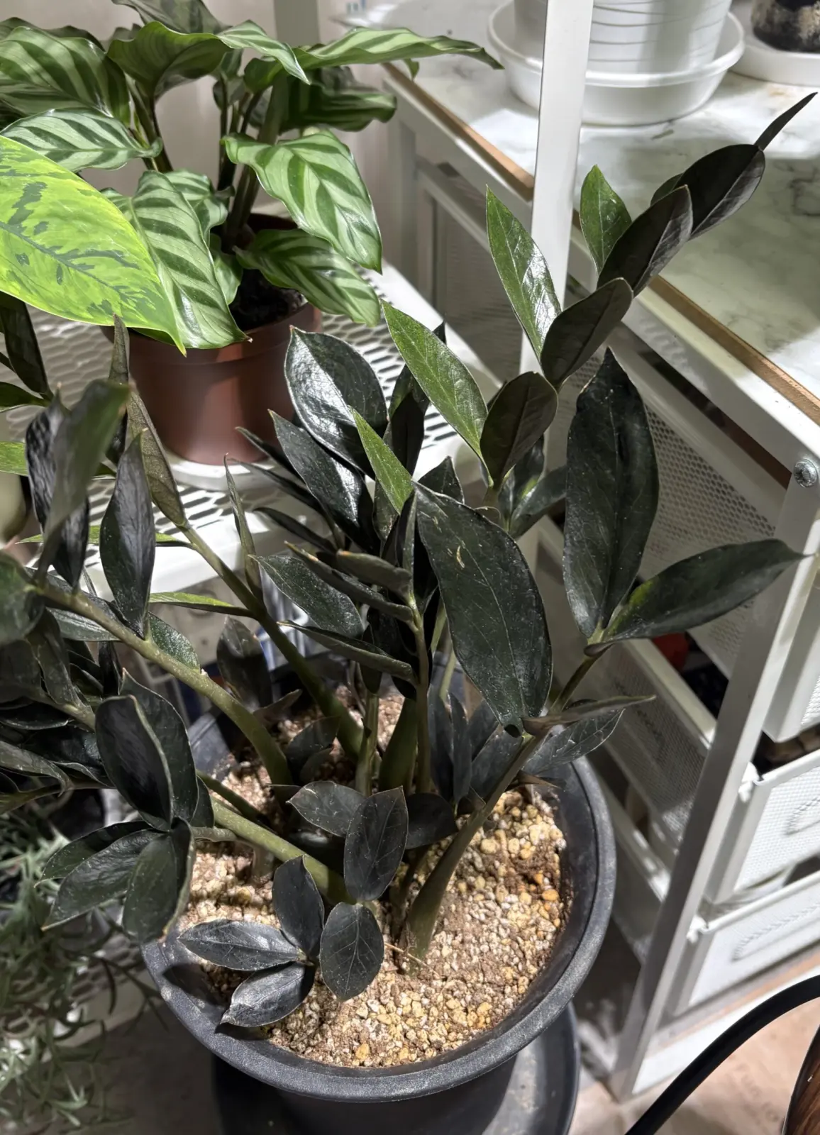 ザミオクルカスレイヴン斑入り③ zamioculcasravenvariegated #ザミオクルカスレイヴン斑入り 貴重な