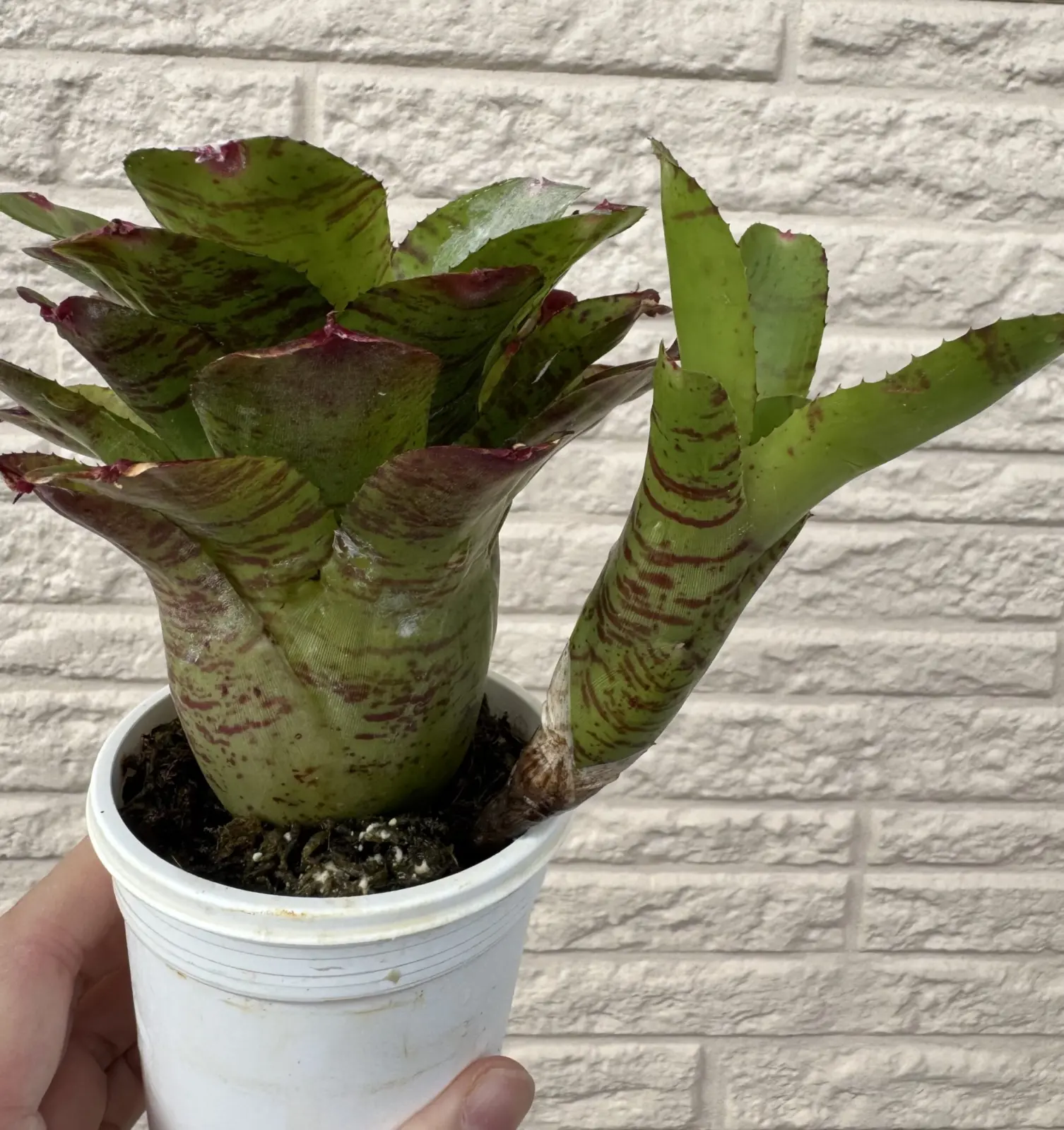 ネオレゲリア　リトルフェイス　子株