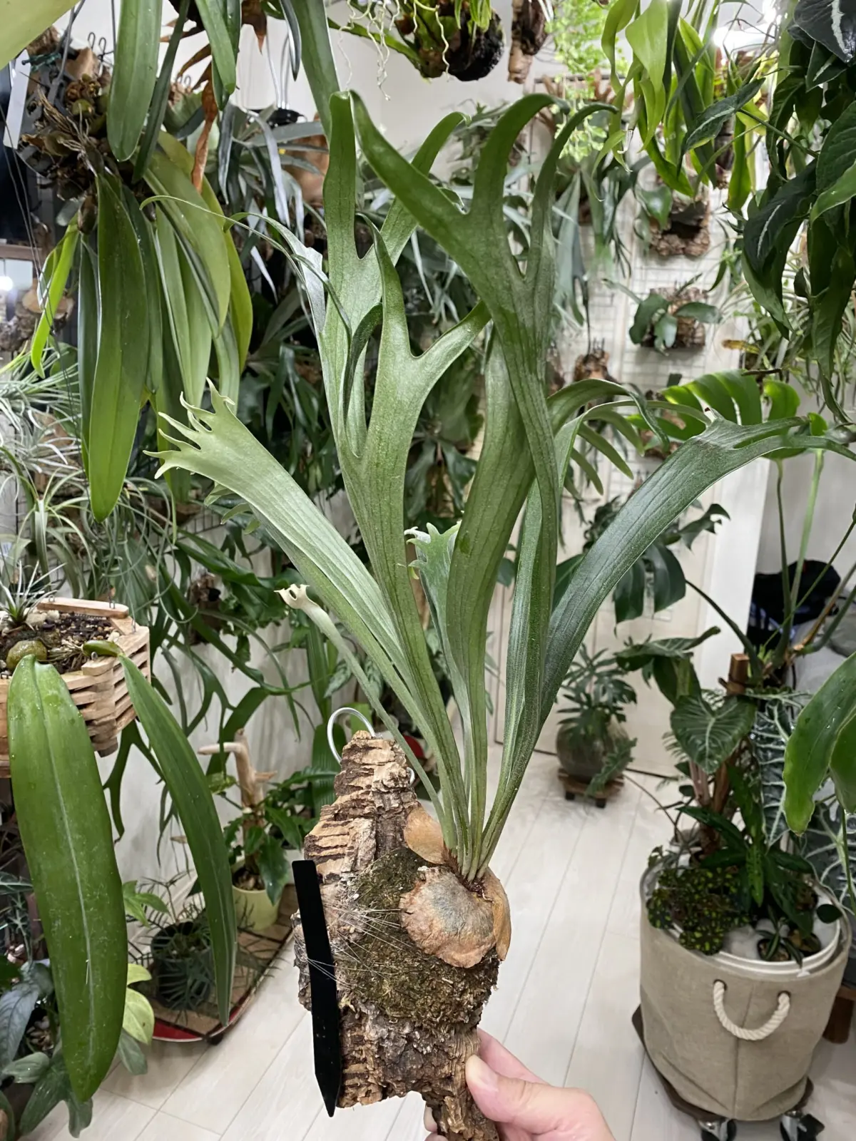 ビカクシダ　キヨマサ