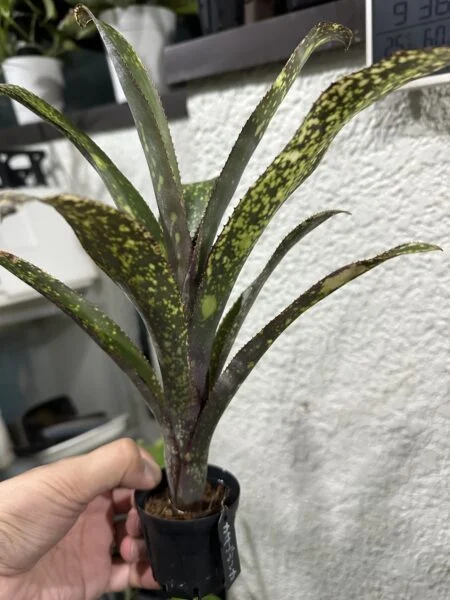 ビルベルギア カサブランカ
