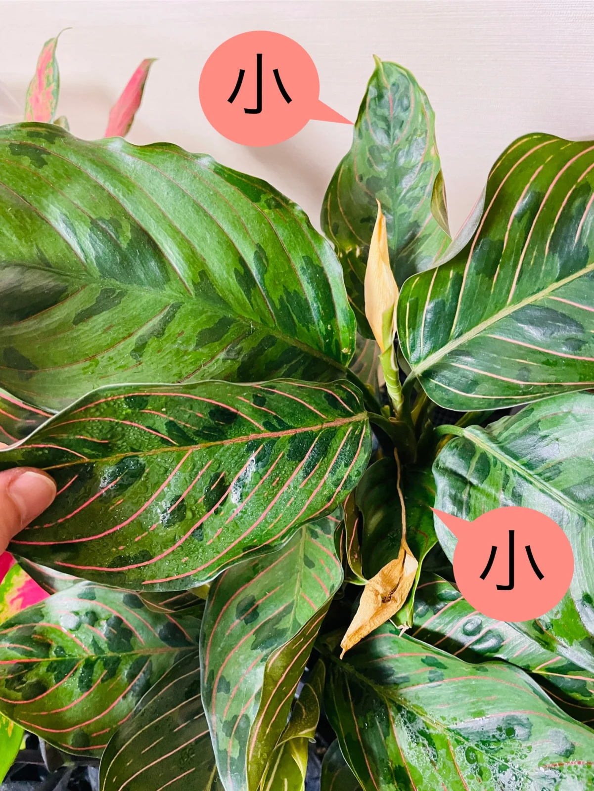 アグラオネマ レッドアーミー 花前の葉