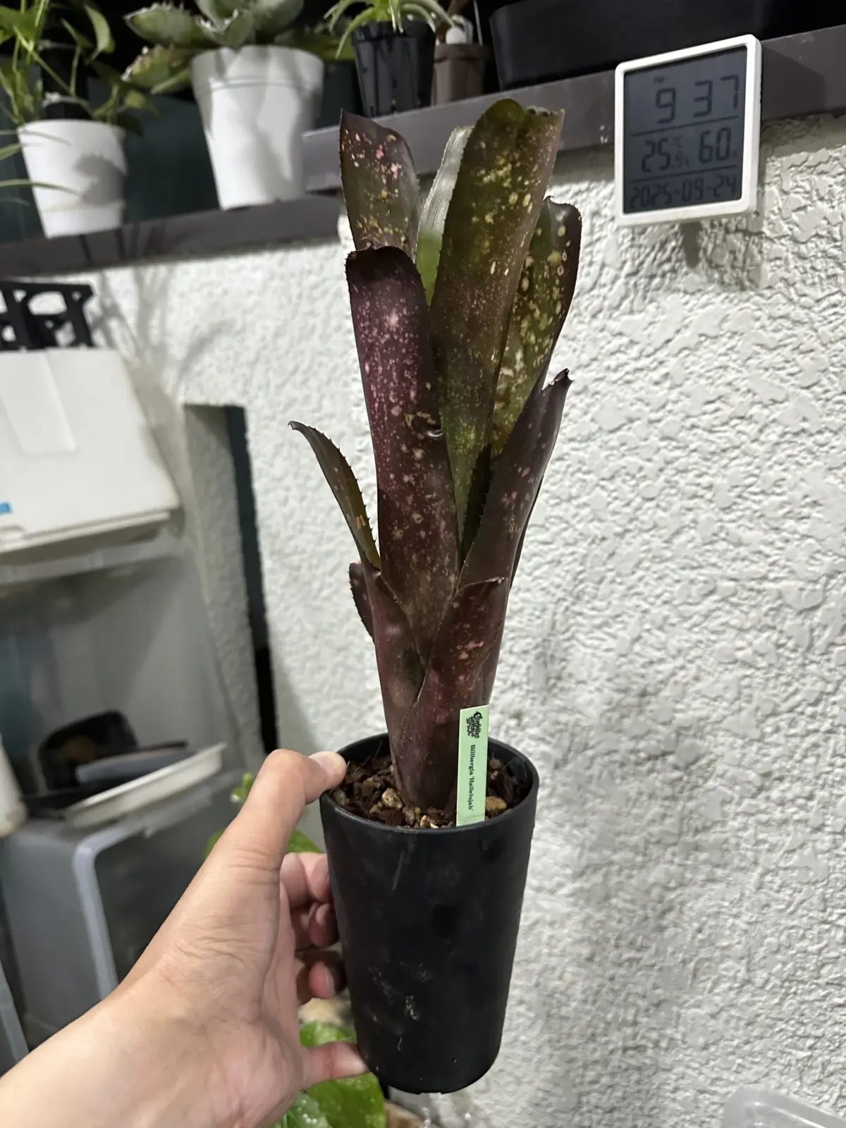 ビルベルギア ハレルヤ