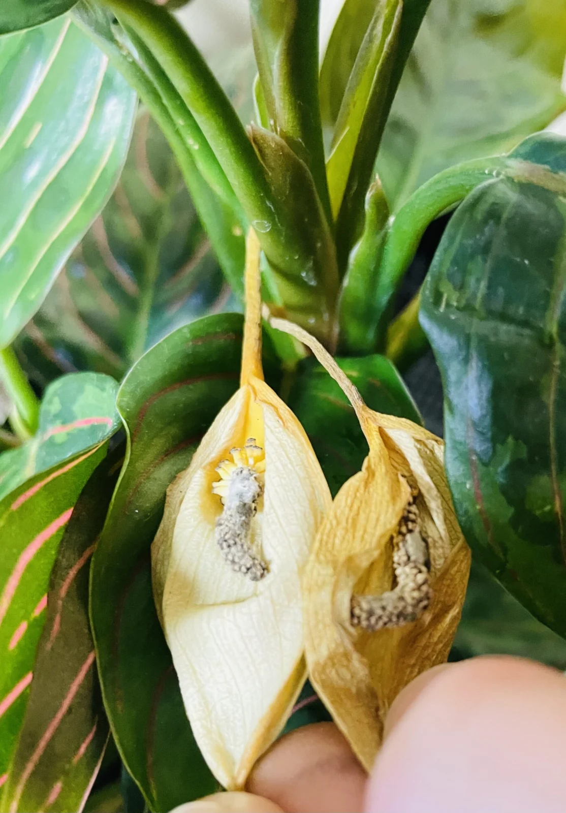 アグラオネマ レッドアーミー 雌花