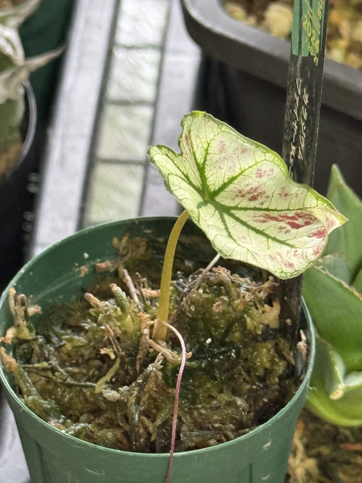 カラジウム ファイヤーフェニックス