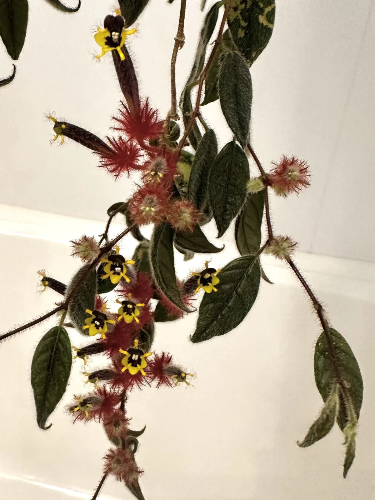 コルムネア ミノール タイプ3 花