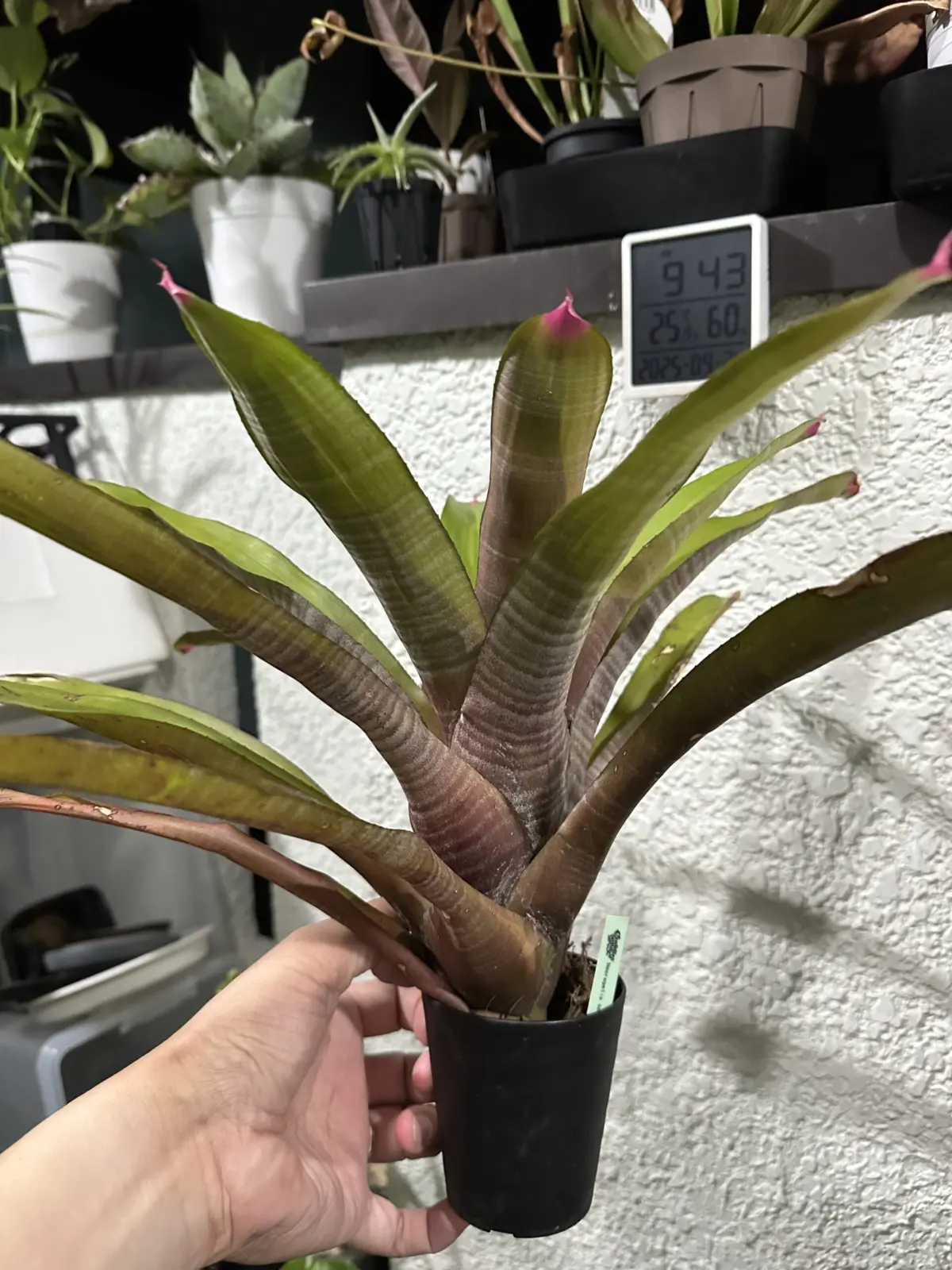 ネオレゲリア スペクタビリス