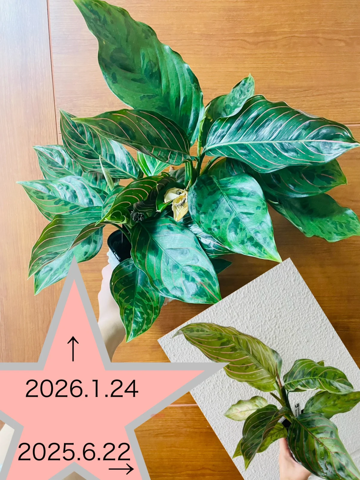 アグラオネマ レッドアーミー 成長